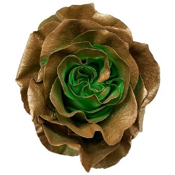Green Rose Tinted Bicolor - Golden Moss with shimmering gold petals and green centers, ideal for upscale weddings, glamorous events, and artistic arrangements.