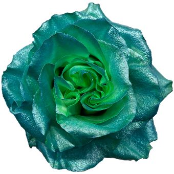 Green Rose Tinted Bicolor - Greenwater featuring vibrant green and aquatic blue hues, ideal for weddings, marine-themed events, and modern floral designs.