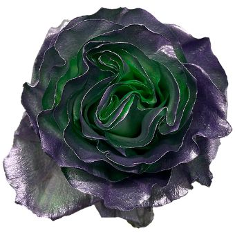 Close-up of a Purple Roses Tinted Bicolor – Oil Sapphire bloom with vivid green and violet hues in shimmering velvet texture.