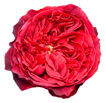 David Austin Purity White Garden Rose with soft white petals and ruffled layers, ideal for weddings, anniversaries, and timeless floral arrangements.