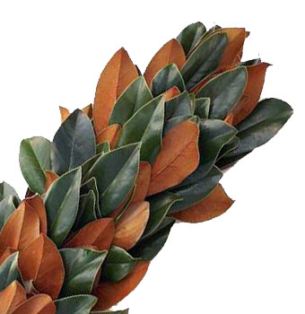 Wholesale fresh magnolia garland 5 inches wide with glossy green leaves and copper undersides WholeBlossoms