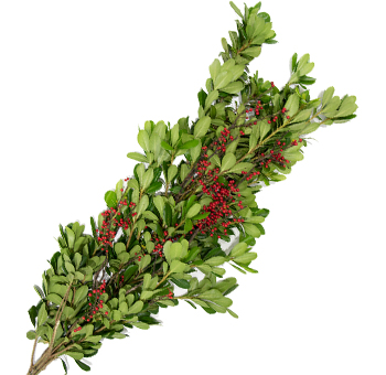 Christmas Garland featuring The Grinch motif with Green Pitt foliage and Red Berries, perfect for holiday decor.