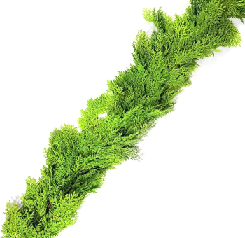Fresh Arborvitae Garland - 5 inches wide, ideal for Christmas décor, perfect for draping over mantels, doorways, or creating natural, festive holiday displays.