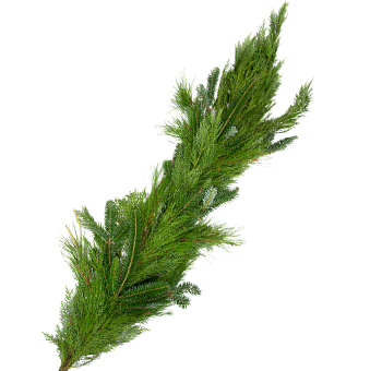 Fresh Three's Company garland, 5 inches wide, featuring a blend of lush fir and cedar greenery, perfect for holiday décor on mantels, tables, or staircases.