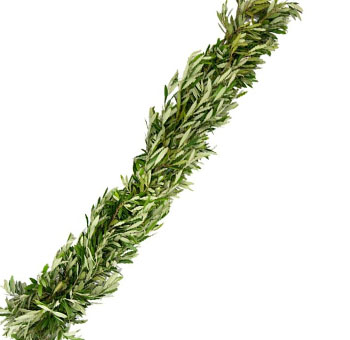 Regular-width Olive Garland, 5 inches wide, featuring fresh green olive leaves, ideal for rustic or Mediterranean-style holiday and event décor on mantels, tables, or staircases.