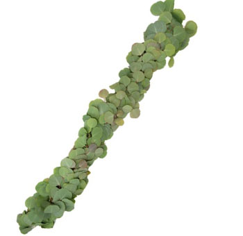 Elegant 5-inch Silver Dollar Eucalyptus Garland with soft, green leaves, ideal for table runners, wedding aisles, and small decorative displays.
