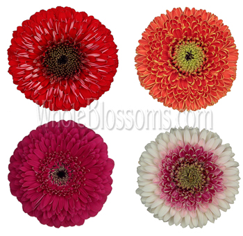 Assorted Gerrondo gerbera daisies for lively weddings, events, and colorful floral displays.