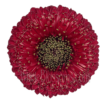 Burgundy gerbera daisies bring bold color to weddings, gifts, and dramatic floral styling.