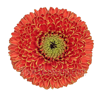 Orange gerbera daisies bring joyful color to weddings, cheerful gifts, and floral arrangements.