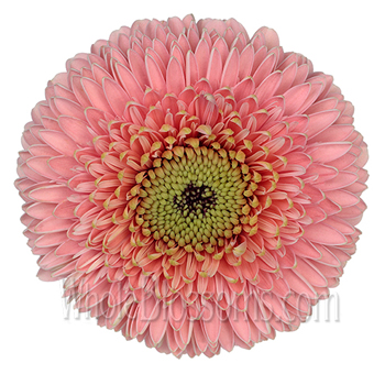 Pink gerbera daisies with soft tone, perfect for weddings, cheerful events, and elegant styling.