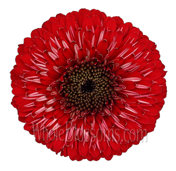 Red gerbera daisies with bright petals, ideal for weddings, vibrant gifts, and cheerful décor.