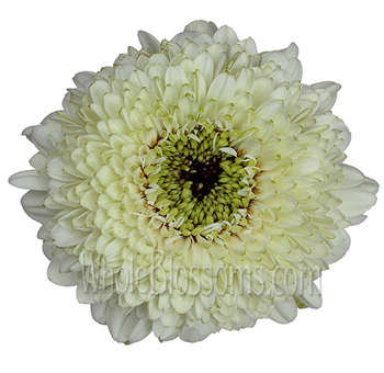 White gerbera daisies with classic charm, ideal for weddings, floral gifts, and fresh styling.