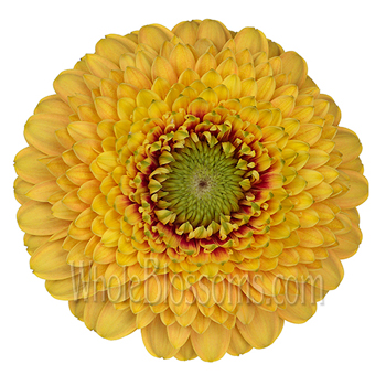Yellow gerbera daisies with sunny petals, ideal for weddings, events, and spring floral styling.
