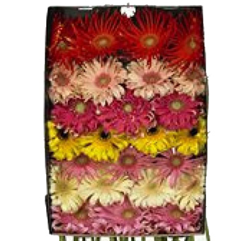 Gerbera Daisy For Sale