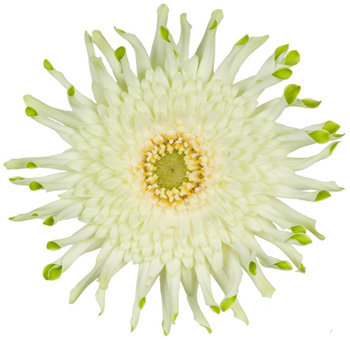 Green Gerbera Daisy