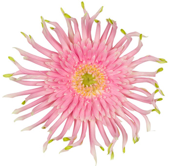 Light Pink Gerbera Daisy
