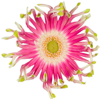Pink Gerbera Daisy