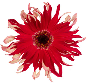 Red Gerbera Daisy