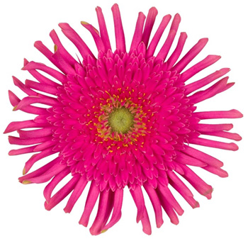 Hot Pink Gerbera Daisy