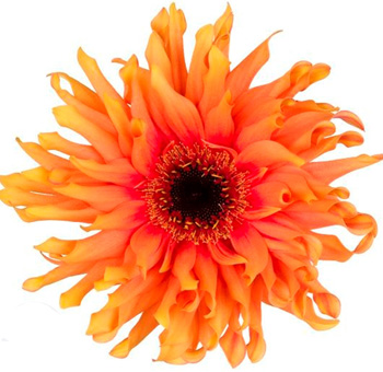 Orange Gerbera Daisy