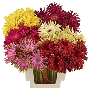 Gerbera Flower