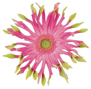 Gerbera Daisy Flower