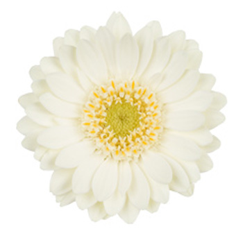 White Gerbera Daisy