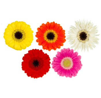 Gerbera Daisy Flower