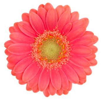 Dark Pink Gerbera Daisy