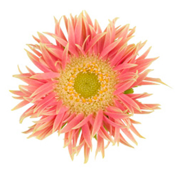 Daisy Flower