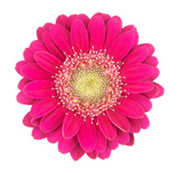 Hot Pink Gerbera Daisy