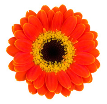Orange Gerbera Daisy