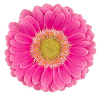 Pink Gerbera Daisy