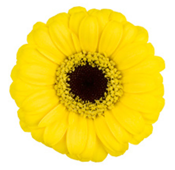 Yellow Gerbera Daisy