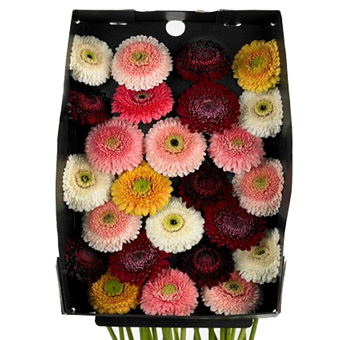 Daisy Flower