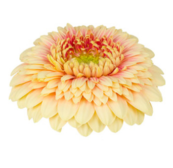 Cream Gerbera Daisy