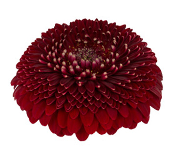 Burgundy Gerbera Daisy