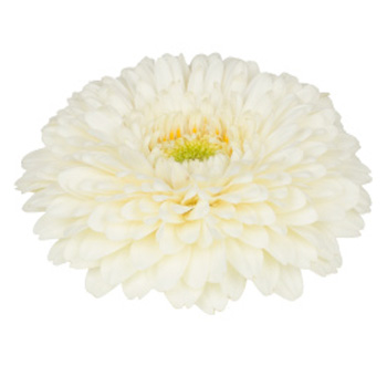White Gerbera Daisy