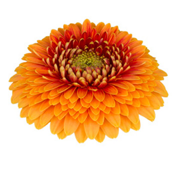 Daisy Flower