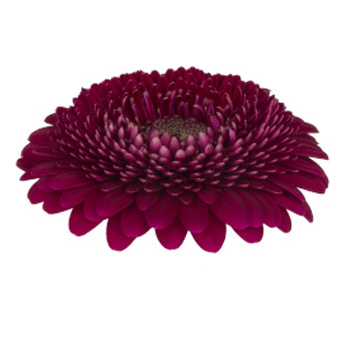 Purple Gerbera Daisy