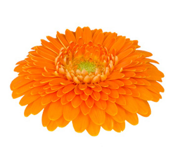 Orange Gerbera Daisy