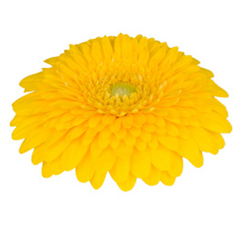 Yellow Gerbera Daisy