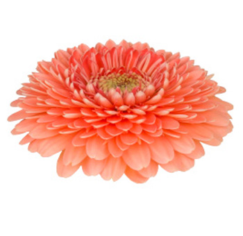 Salmon Gerbera Daisy