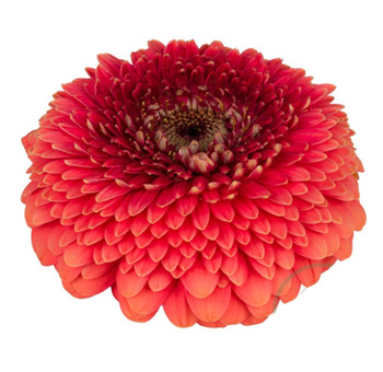 Coral Gerbera Daisy