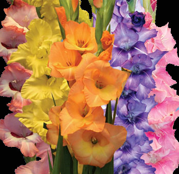 Assorted Gladiolus flowers in vibrant shades of yellow, orange, purple, pink, and peach, perfect for creating colorful and tall floral arrangements for weddings or events.
