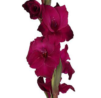 Magenta Gladiolus