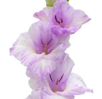 Lavender Gladiolus flower stem with soft purple blooms, ideal for romantic floral arrangements and event décor.