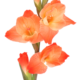 Bright orange Gladiolus flower stem with vibrant blooms, perfect for bold floral arrangements and event décor.