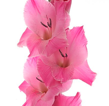 Pink gladiolus large with graceful spikes, crafted for spring weddings, romantic bouquets, or floral décor.