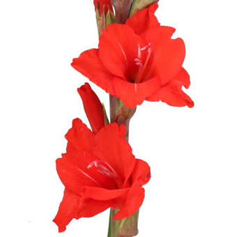 Bold red Gladiolus flower stem with vibrant petals, perfect for striking floral arrangements and event décor.
